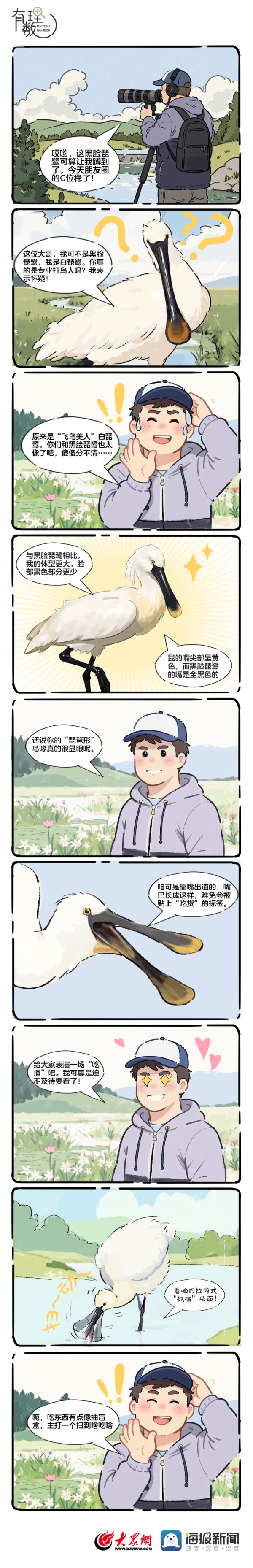 旺润配资 神奇动物在山东④丨白琵鹭