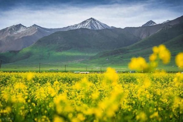 盛金缘证券 【90号公路】7月旅行推荐：青海-门源/青海湖