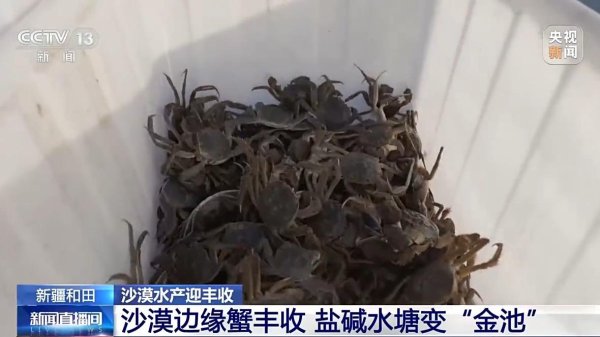 合优投资 沙漠边缘养螃蟹 新疆如何做到“海鲜”大丰收？